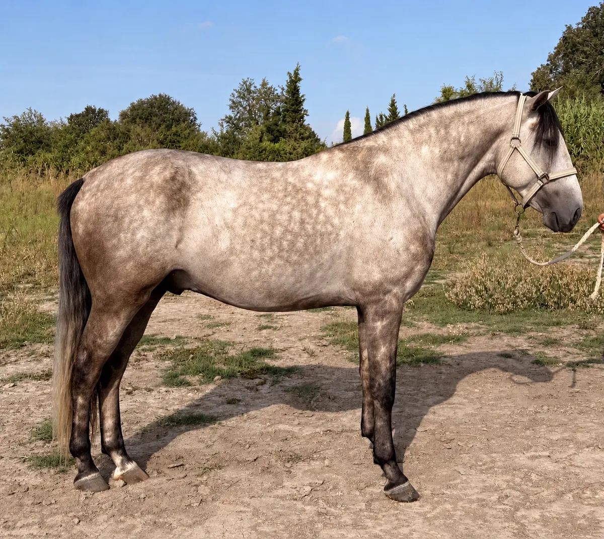 Junger Lusitano-Hengst zu verkaufen – Frankreich