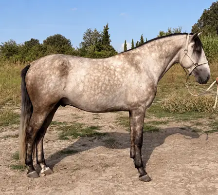 Jeune étalon lusitanien à vendre - France