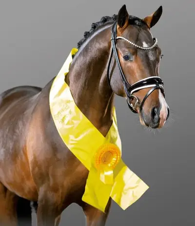 Champion stallion with excellent breeding power!