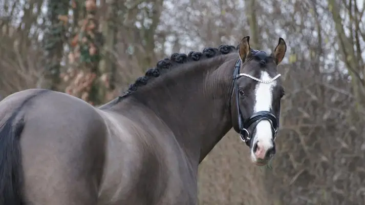 VALIDO'S GREY STAR G