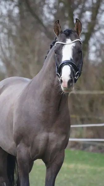 VALIDO'S GREY STAR G