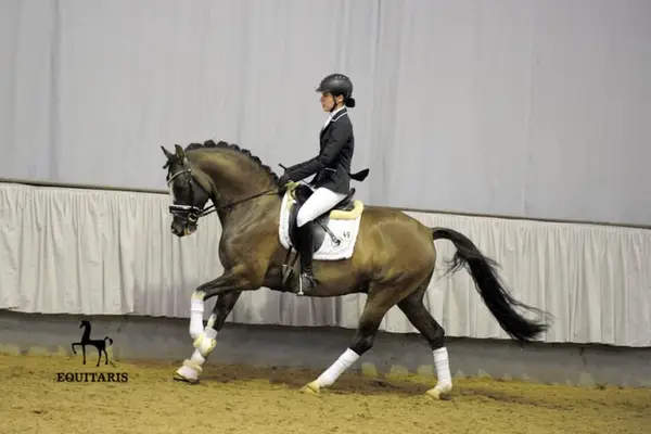 VALIDO'S GREY STAR G