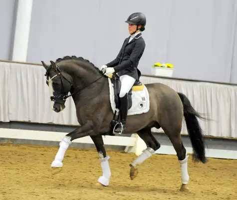 VALIDO'S GREY STAR G