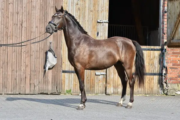 Schicker 3jähriger Smoky Black