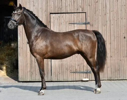 Schicker 3jähriger Smoky Black