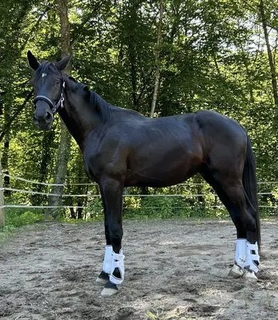 Caballo de ensueño en formato XXL