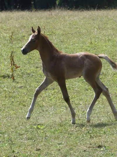 Promising colt by Arezzo Man
