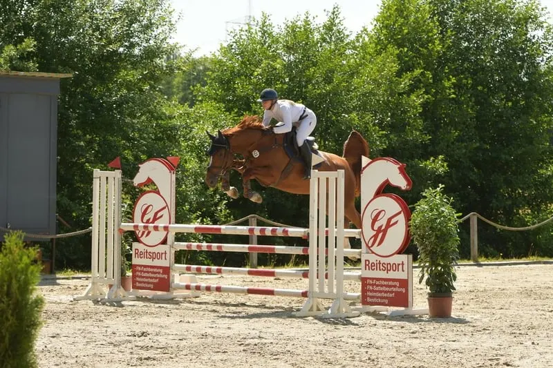 Holsteiner Springpferd mit interessanten Pedigree
