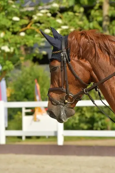Holsteiner Springpferd mit interessanten Pedigree