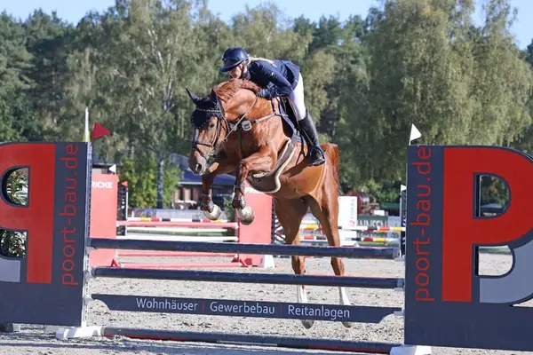 Holsteiner Springpferd mit interessanten Pedigree