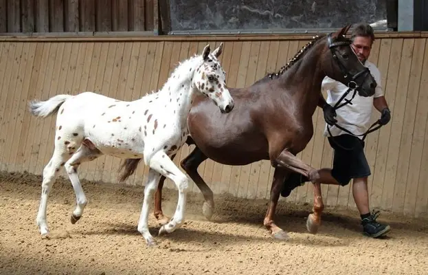 Caballo castrado con manchas de tigre, de mucho tipo y con buen movimiento