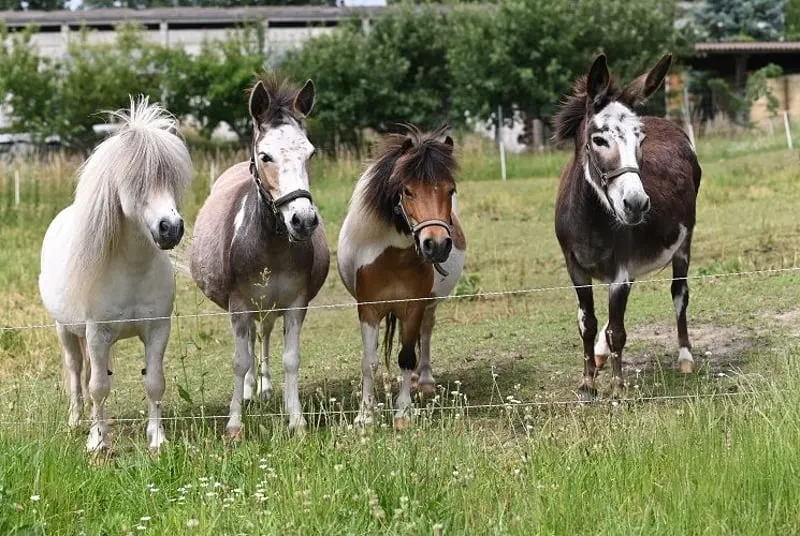 Kleintierherde abzugeben Minieselstute, Miniponys und Minimuli