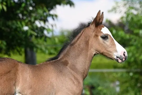 Sehr bewegunsstarker, typvoller Hengst von Escamillo