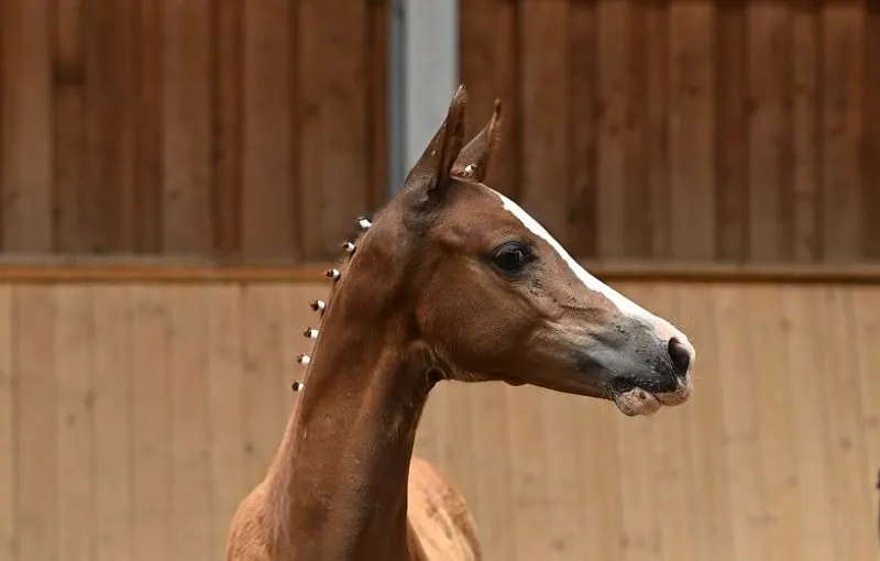 Bewegungsstarke Ponystute von Neverland WE - Dark Dornik