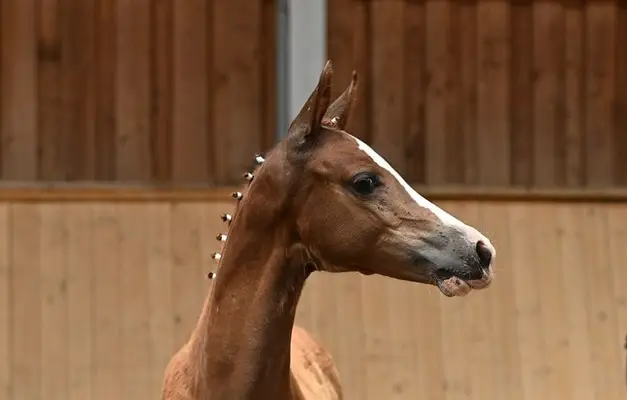 Yegua de poni con mucho movimiento de Neverland WE - Dark Dornik