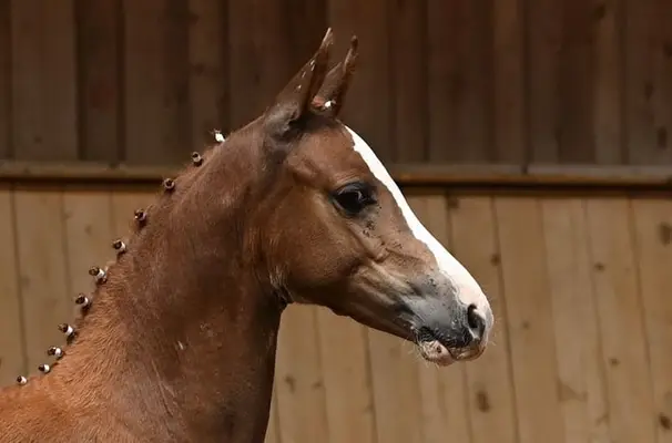 Bewegungsstarke Ponystute von Neverland WE - Dark Dornik