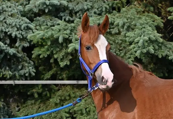 Bewegungsstarke Ponystute von Neverland WE - Dark Dornik