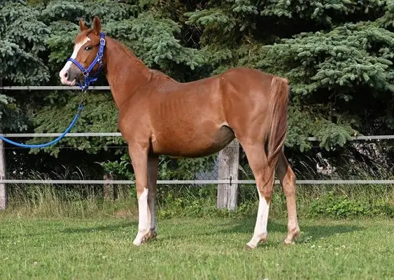Bewegungsstarke Ponystute von Neverland WE - Dark Dornik