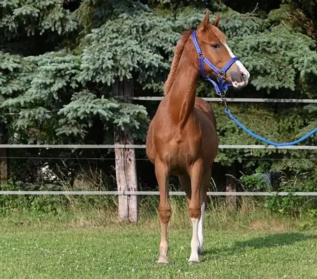 Bewegungsstarke Ponystute von Neverland WE - Dark Dornik