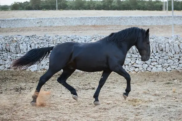Dolcissimo Stallone Murgese