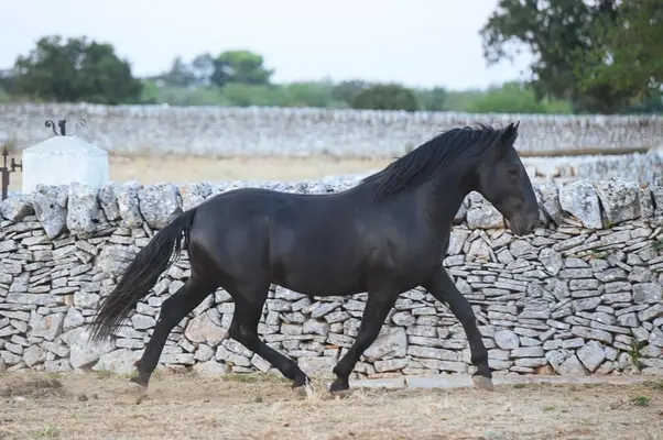 Dolcissimo Stallone Murgese