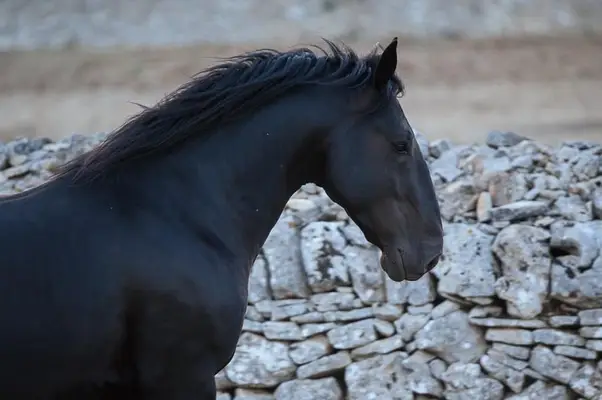 Dolcissimo Stallone Murgese
