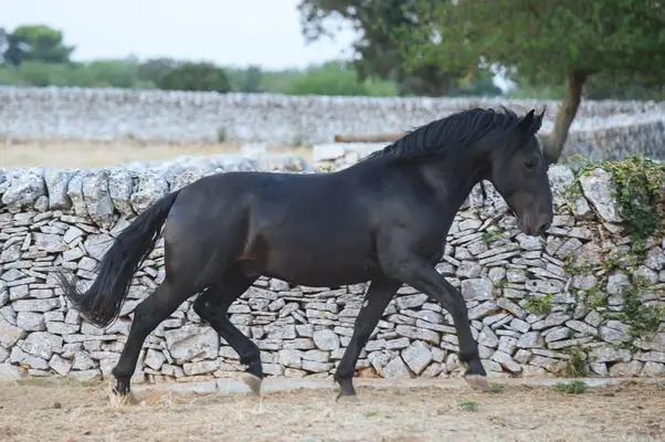 Dolcissimo Stallone Murgese