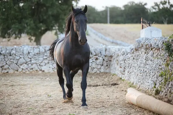 Dolcissimo Stallone Murgese