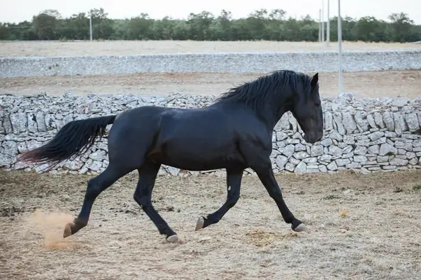 Dolcissimo Stallone Murgese