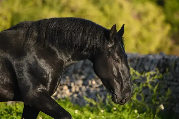 Dolcissimo Stallone Murgese