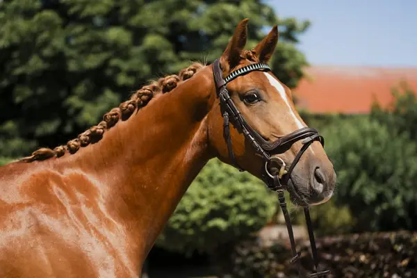 Caballo castrado de aptitudes versátiles con mucho encanto