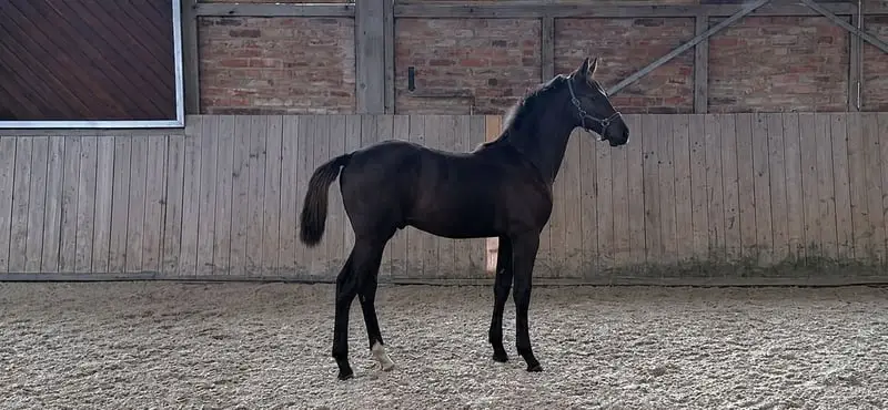 Hengstanwärter von Diarado aus sehr gutem Mutterstamm.