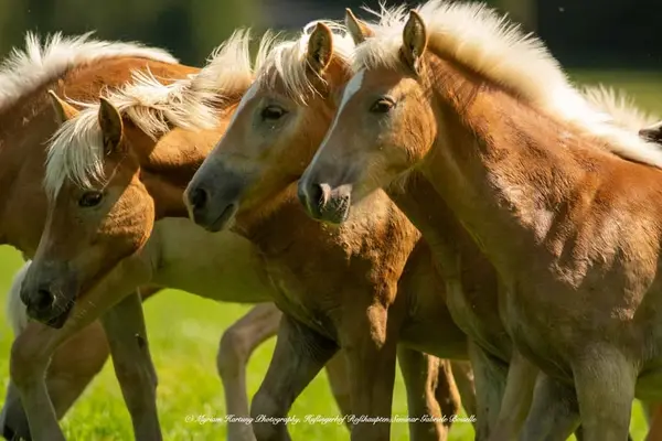 Sie suchen den passenden Haflinger