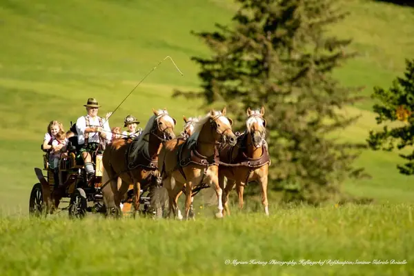 Sie suchen den passenden Haflinger