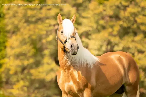 Sie suchen den passenden Haflinger