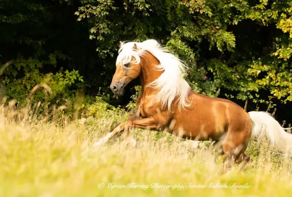 Sie suchen den passenden Haflinger