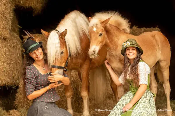 Sie suchen den passenden Haflinger