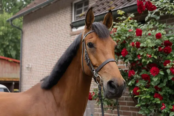 Schöner Wallach mit hervorragender Springmanier