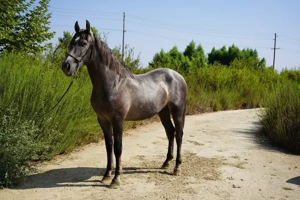 En venta: Impresionante caballo andaluz | Línea de la Yeguada Militar