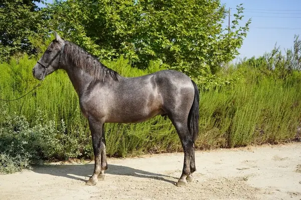 Zu verkaufen: Atemberaubender Andalusischer Hengst | Abstammung aus der Yeguada Militar Linie
