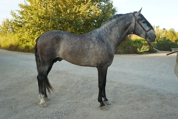 Caballo andaluz en venta | Registrado en la IALHA | Listo para montar