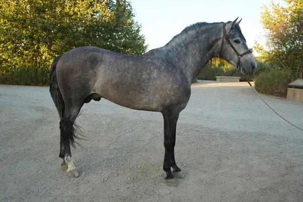 Andalusisches Pferd zu verkaufen | Eingetragen bei der IALHA | Reitbereit