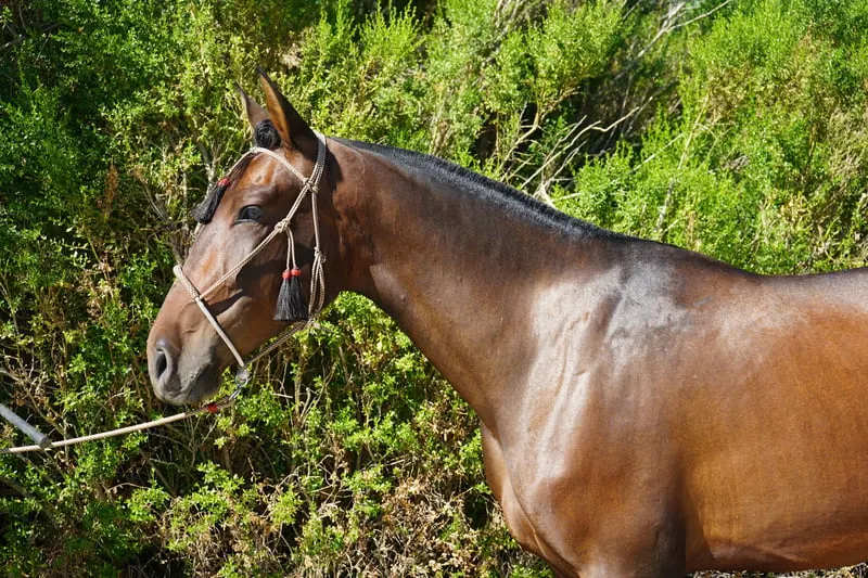Champion-Linien | Hervorragender Bewegungsablauf | Ideale Morphologie
