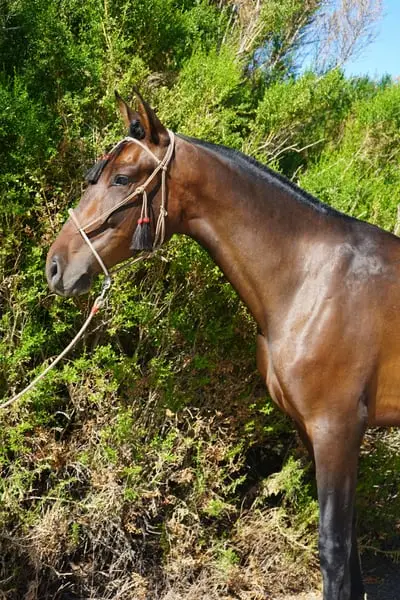 Champion-Linien | Hervorragender Bewegungsablauf | Ideale Morphologie