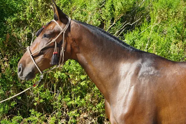 Champion-Linien | Hervorragender Bewegungsablauf | Ideale Morphologie