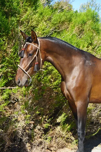 Champion-Linien | Hervorragender Bewegungsablauf | Ideale Morphologie