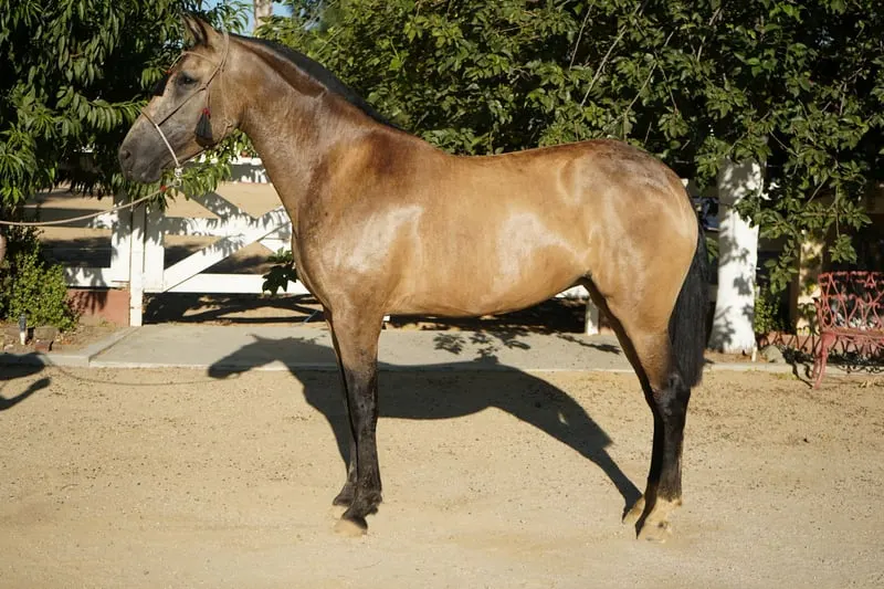 Buckskin-Andalusienstute zu verkaufen