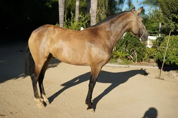 Buckskin-Andalusienstute zu verkaufen