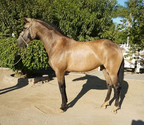 Buckskin-Andalusienstute zu verkaufen