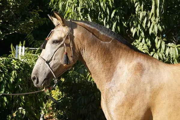 Buckskin-Andalusienstute zu verkaufen